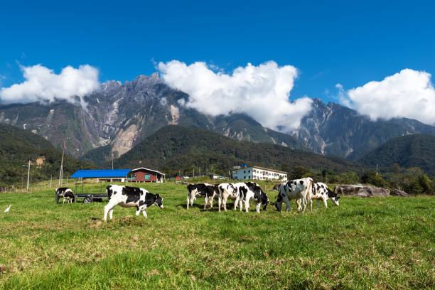 kundasang